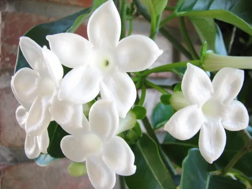 Stephanotis Flowers